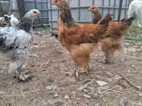 Brahma — Foto 3