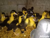 Nemački pekin — fotografija 5