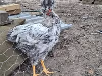 Chickens — Foto 8