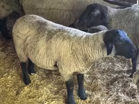 मेढ़ा, White Suffolk sheep — फ़ोटो 5