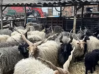 Owce (partia, płeć nieokreślona), Racka sheep — zdjęcie 3