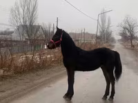 Pastuv, Friesian — fotografija 2