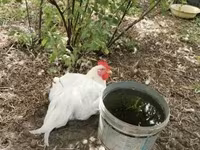 Chickens — fotografija 2