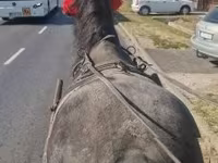 Cavalo, Cavalos — foto 1