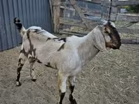 Теке, Nubian Goat — 3-сурет