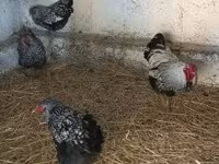 ワイアンドット — 写真 3