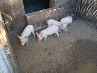 Eber, Schweine — Foto 3