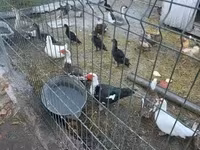 Ducks — zdjęcie 1