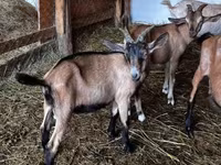 Jarac, Nubian Goat — fotografija 1