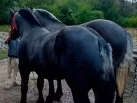 公马, Percheron — 照片 1