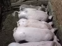 Locha, Świnie — zdjęcie 2