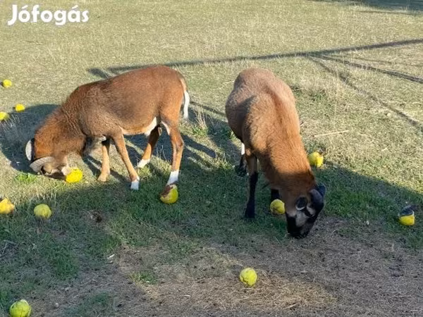 Baran, Cameroon sheep — Węgry