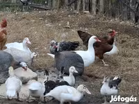 Ducks — fotografija 2
