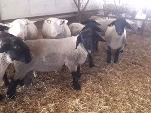 Widder, White Suffolk sheep