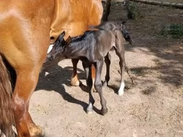 雌馬, 馬