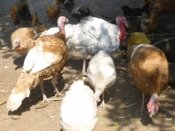 Turkeys — Угорщина