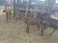 Taka, Nubian Goat — 4-rasm