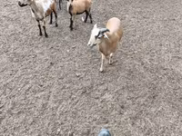 Ram, Cameroon sheep — photo 4