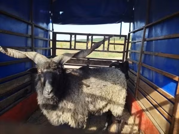Баран, Racka sheep