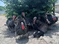 Turkeys — 写真 2