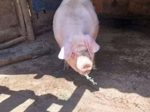Porca,  — Hungria