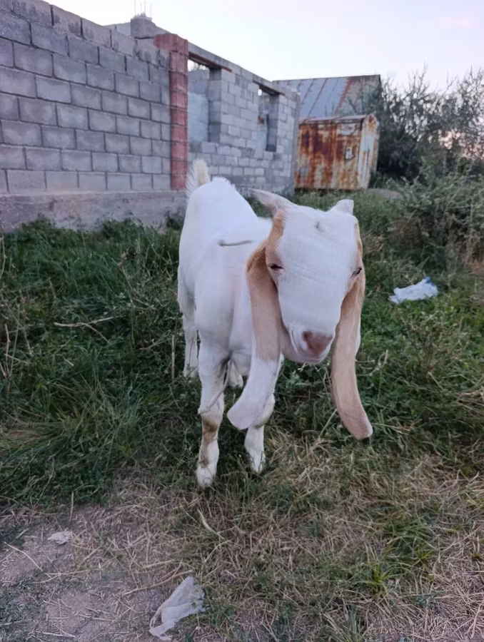 Jarac, Gulabi goats