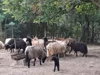 Schaf, Racka sheep — Foto 3