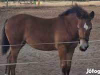 Yegua, Haflinger — foto 6