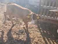 Bulle, Limousin-Kuh — Foto 3