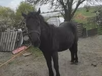 Cheval, Chevaux — photo 4