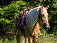 Horse (M), Palomino — photo 5