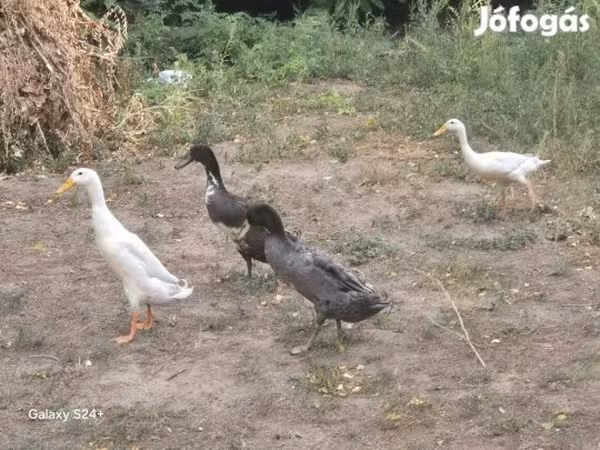 Индийский бегун