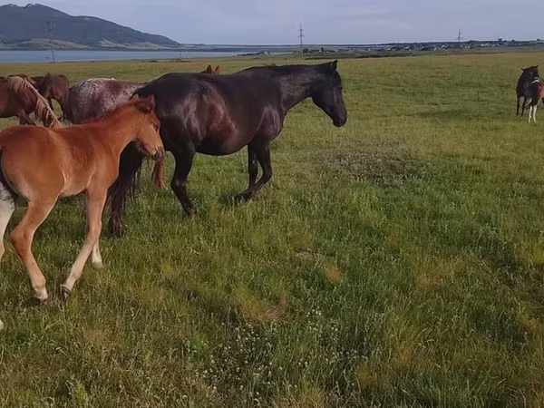 雌馬, 馬