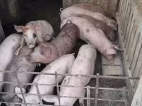 Boar, Pigs — photo 1