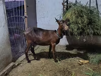 Ziege, Murcia-Granada goats — Foto 1