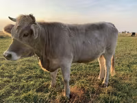 Sigir, Swiss cattle — 2-rasm
