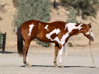Horse (M), American paint horse — photo 8