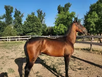 Horse (M), Akhal-Teke — photo 3
