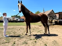 雌馬, Dutch warmblood horse — 写真 3