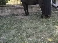 雄馬, Australian Pony — 写真 2