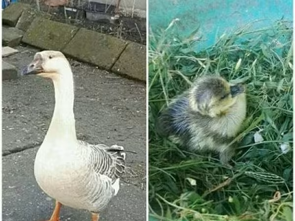 Geese — Угорщина