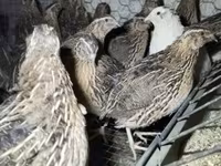 Quails — zdjęcie 2