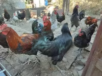 Marans — Foto 4
