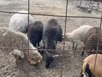 Carnero, Racka sheep — foto 5