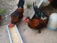 Chickens — الصورة 7