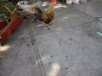 Japanisches Bantam — Foto 3