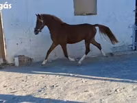حصان, الخيول — الصورة 2