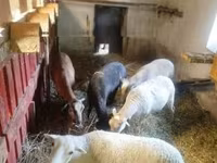 Owca, Cameroon sheep — zdjęcie 2