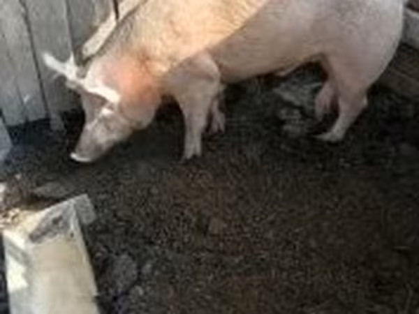 Knur, Świnie — Węgry