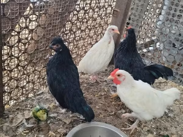 Chickens — Macarıstan